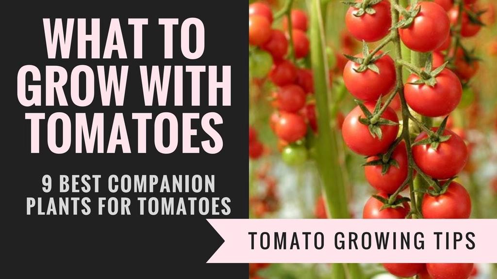 'Video thumbnail for Companion plants for tomatoes | 9 Plants you should grow with tomatoes'
