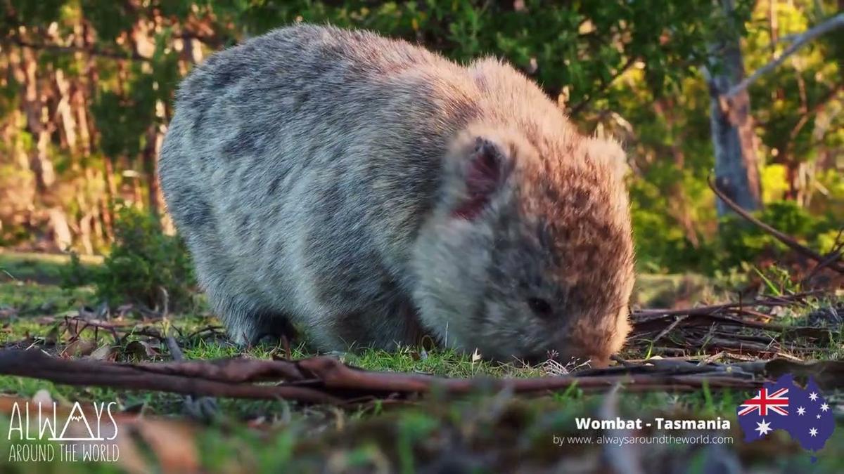 'Video thumbnail for Tasmania in 30 seconds'