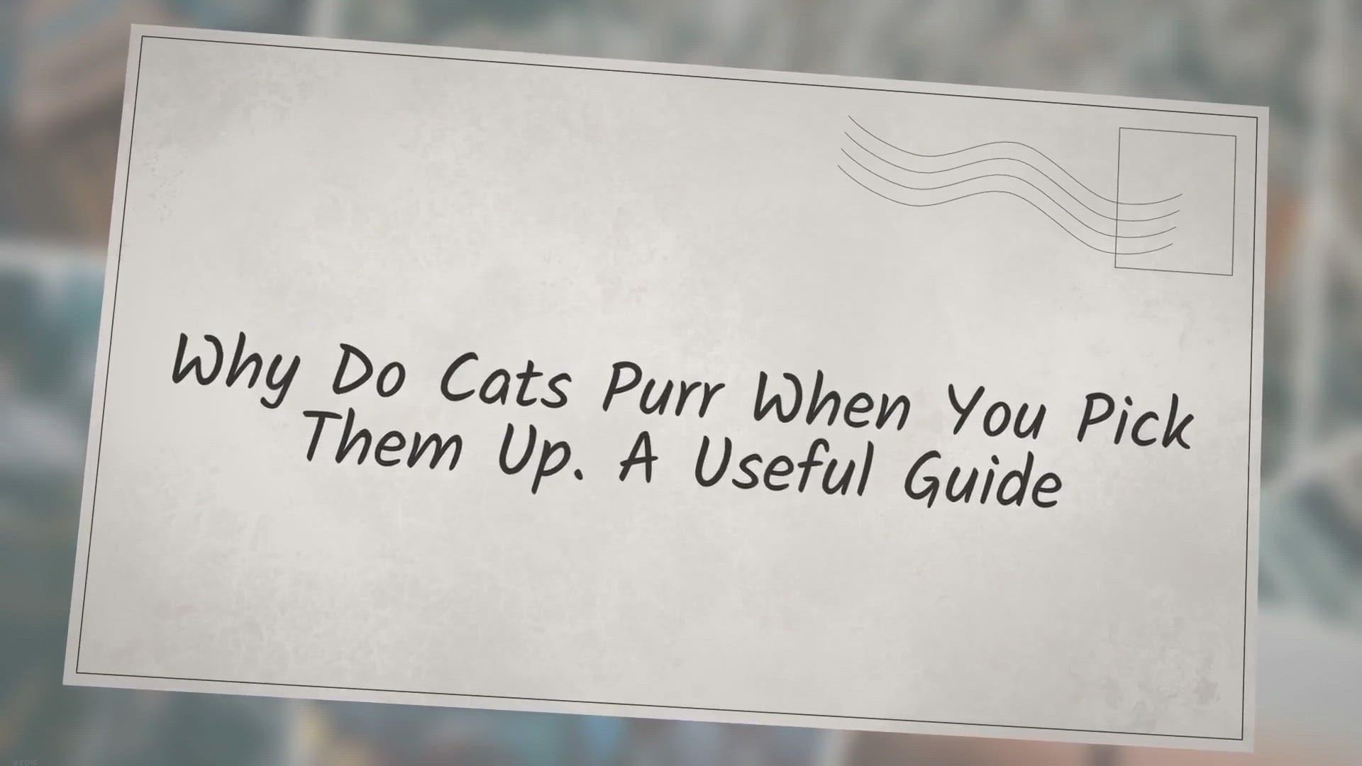 'Video thumbnail for Why Do Cats Purr When You Pick Them Up. A Useful Guide'