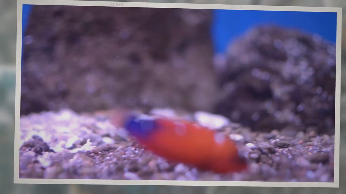 'Video thumbnail for 5 Fish That Are Easy to Keep'