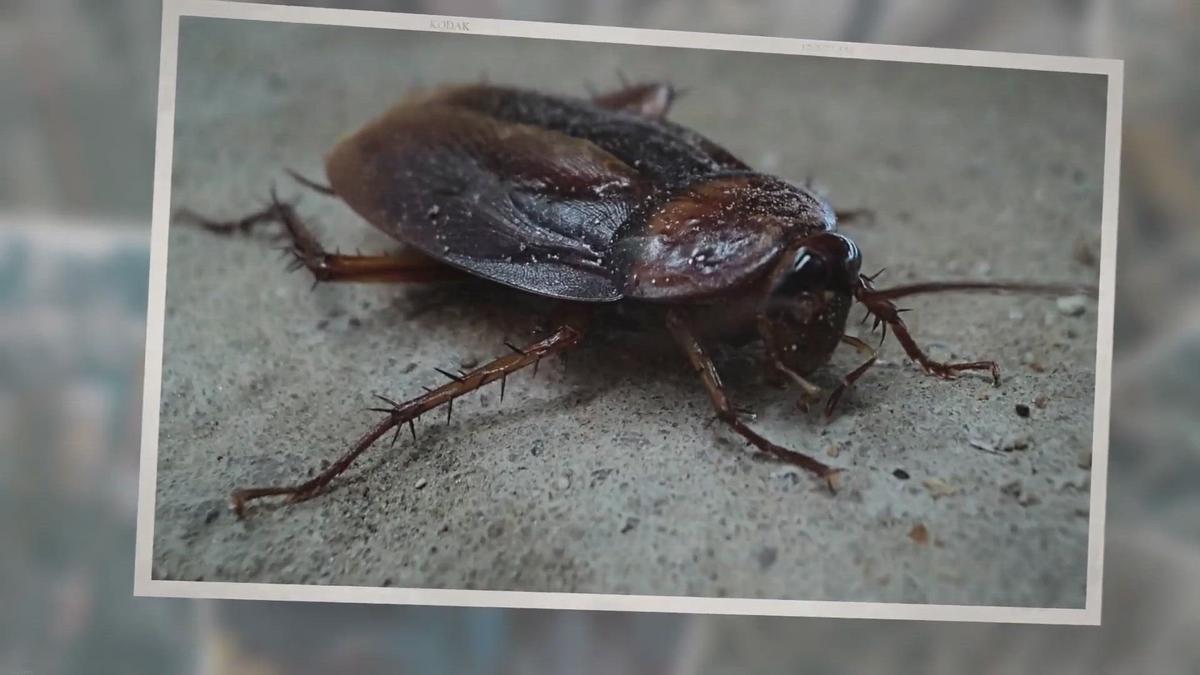 'Video thumbnail for How To Control And Eliminate These 9 Common Household Pests'