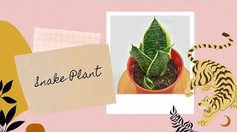 'Video thumbnail for 10 Poisonous Indoor Plants You Should Avoid If You Have Children And Pets (2021)'