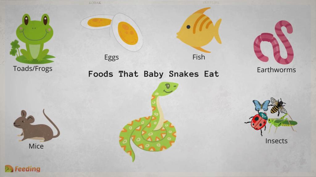 'Video thumbnail for What Do Baby Snakes Eat?'