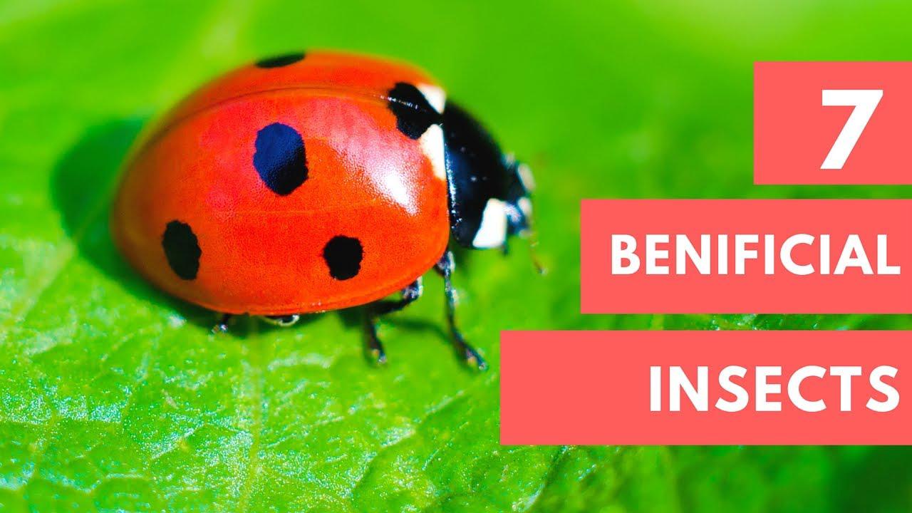 'Video thumbnail for 7 Beneficial Insects For Your garden'