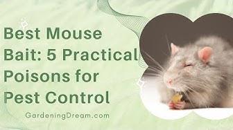 'Video thumbnail for Best Mouse Bait 5 Practical Poisons for Pest Control'