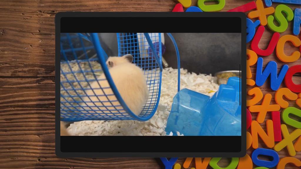 'Video thumbnail for 5 Things You Need to Know Before You Get a Hamster'