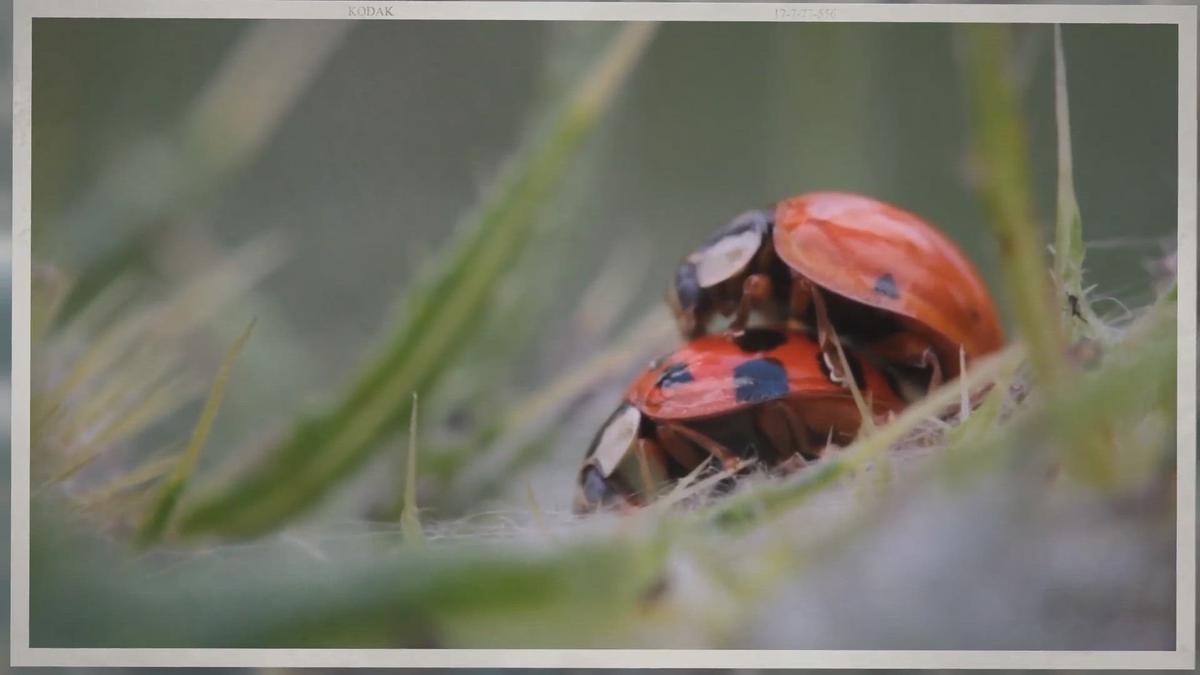 'Video thumbnail for 5 Pretty Gross Insect Facts'