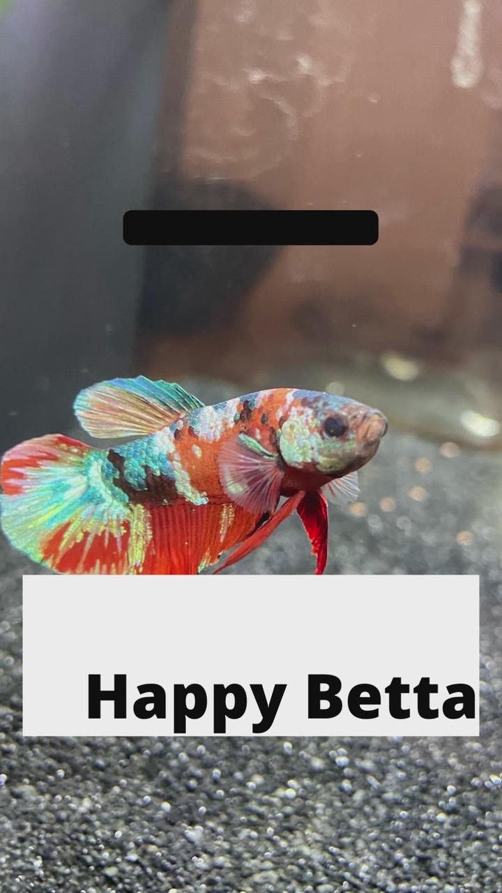 'Video thumbnail for Top 7 Signs of A Happy Betta'