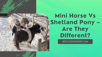 'Video thumbnail for Mini Horse Vs Shetland Pony – Are They Different?'