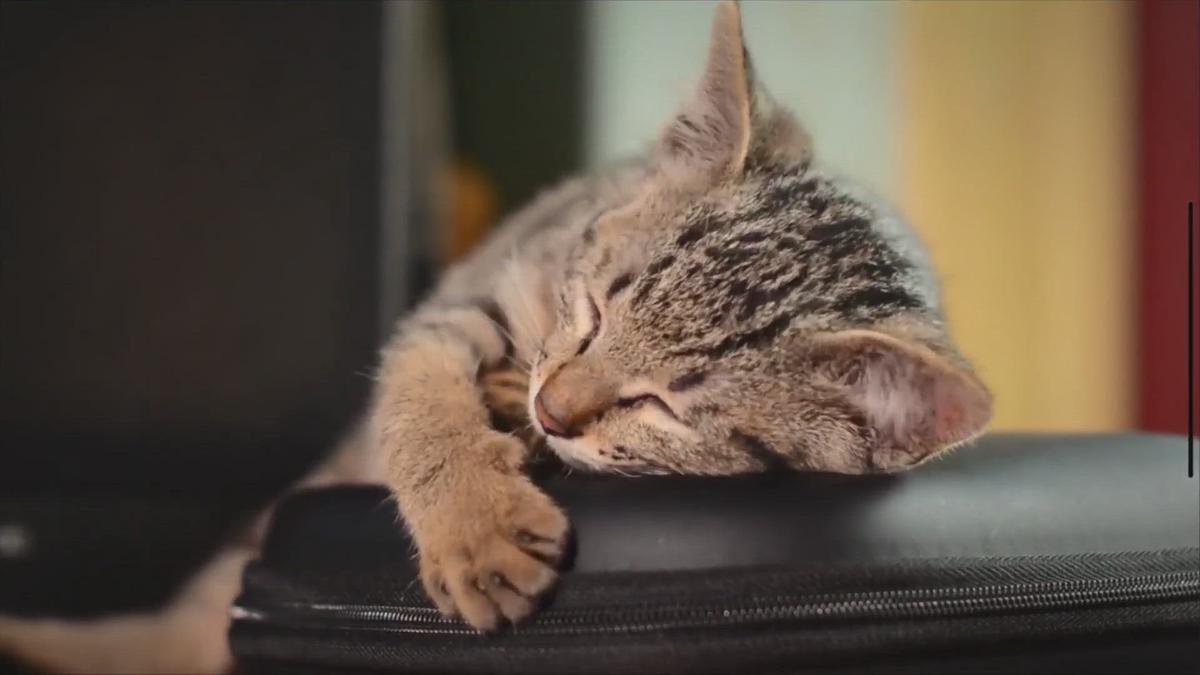 'Video thumbnail for 5 Things You Need to Know Before You Get a Cat'