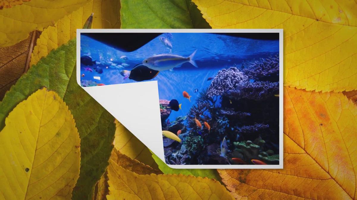 'Video thumbnail for Hornwort: The Complete Care Guide'