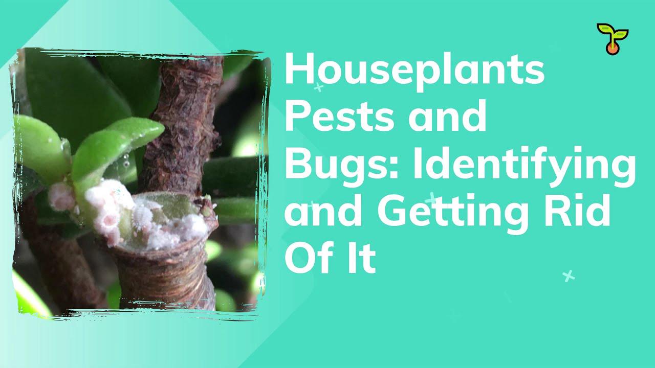 'Video thumbnail for Houseplants Pests and Bugs: Superb Guide to Identifying and Getting Rid of Different Pests (2021)'