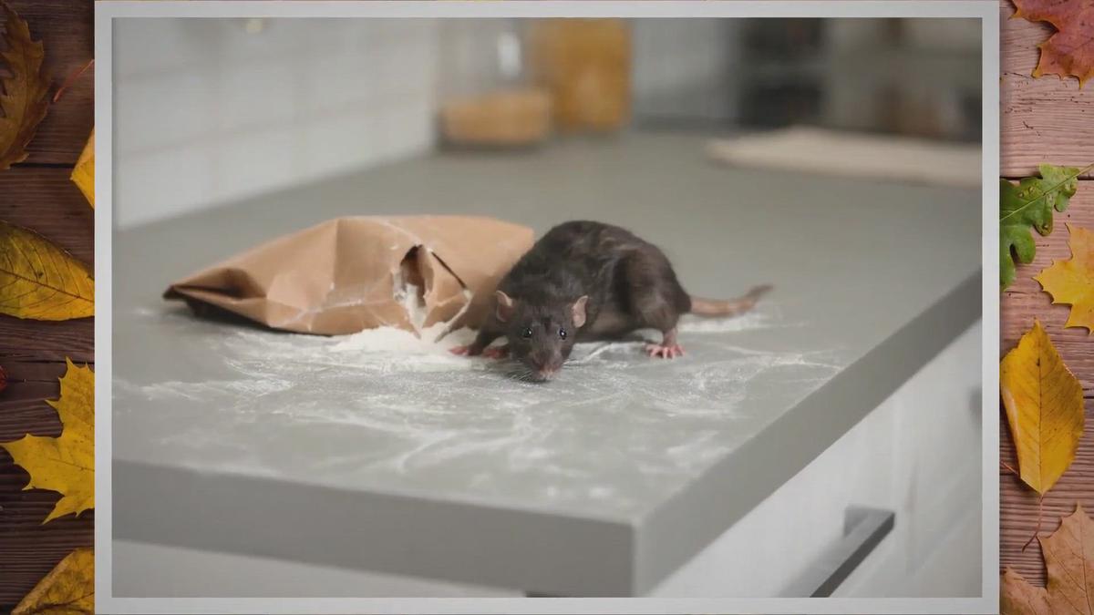 'Video thumbnail for 8 Pest Prevention Tips To Keep Autumn Pests At Bay'