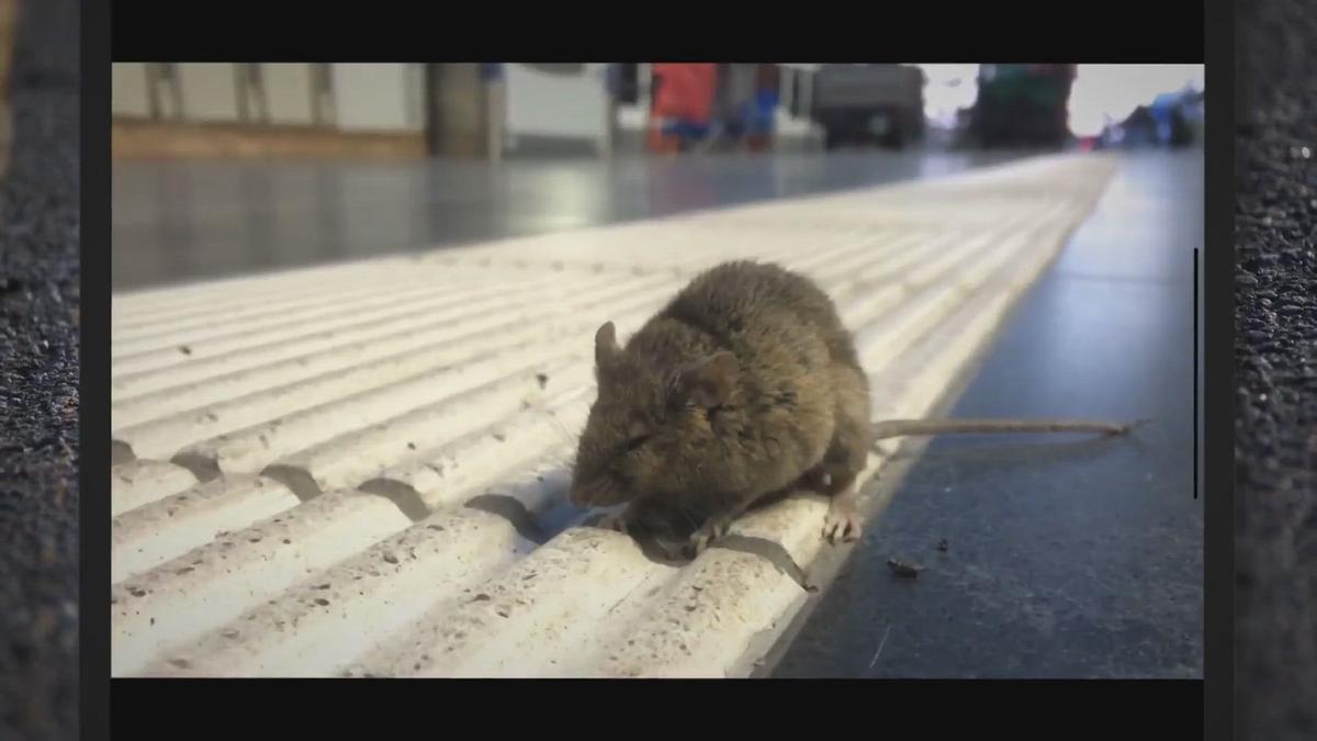 'Video thumbnail for So You Have Mice – Here’s What You Need To Know'