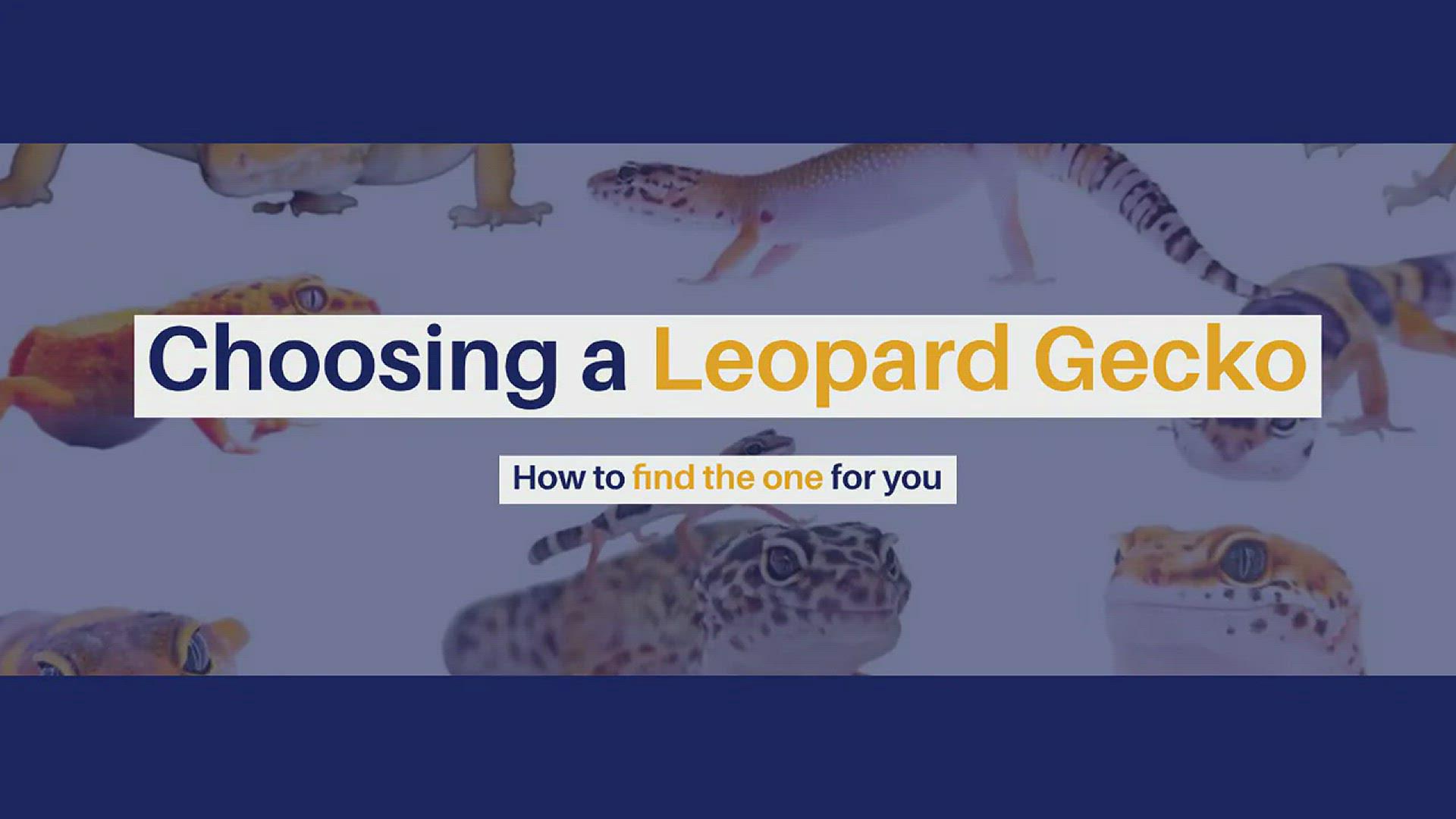 'Video thumbnail for Choosing a Leopard Gecko'