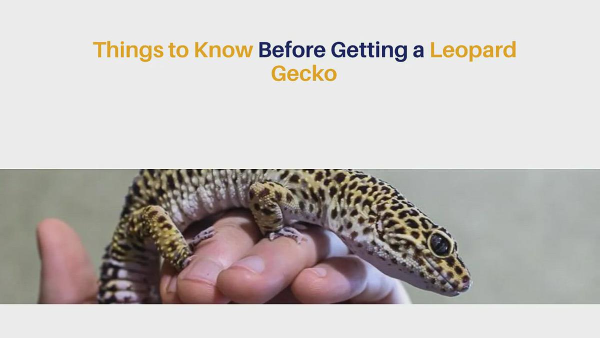 'Video thumbnail for Things to Know Before Getting a Leopard Gecko'