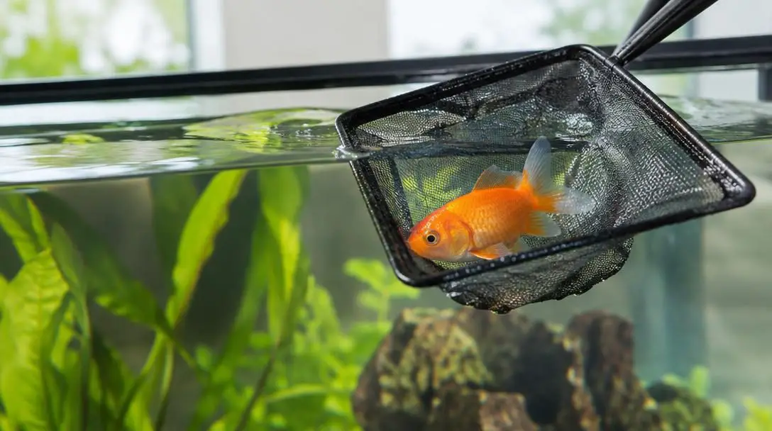 5 Fish That Are Easy to Keep