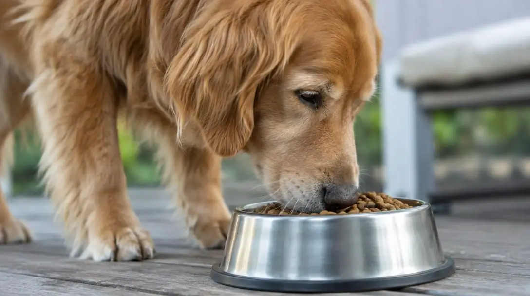 5 Scientific Facts All Dog Owners Should Know!
