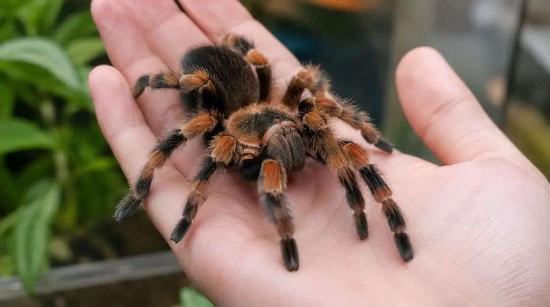 5 Strange Pets You Can Legally Own