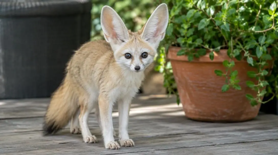 5 Strange Pets You Can Legally Own