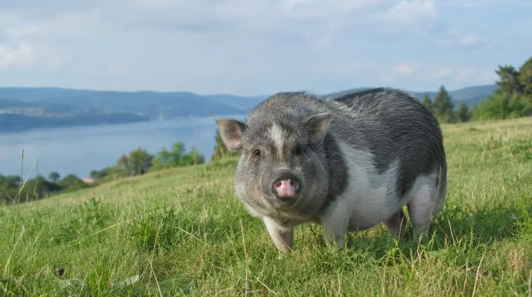 5 Strange Pets You Can Legally Own
