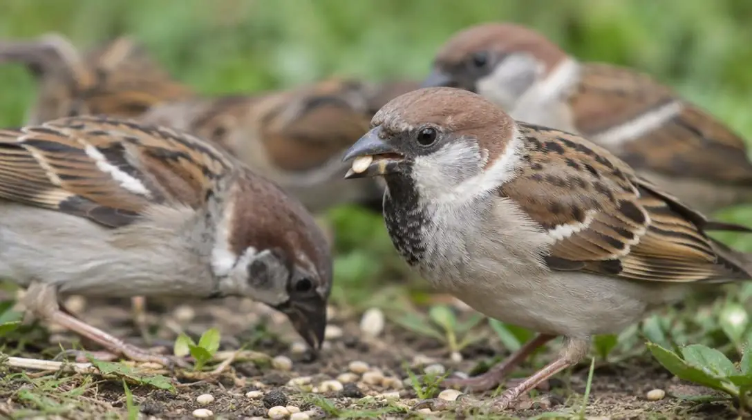 Birds With the Highest Global Population