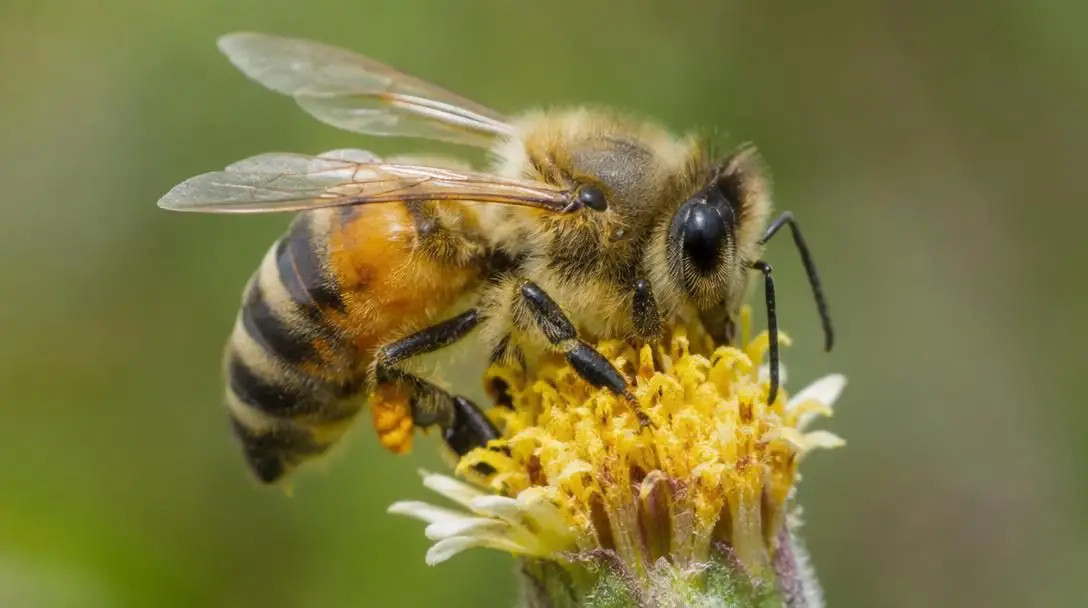 The Intriguing World of Insects: 5 Surprising Facts