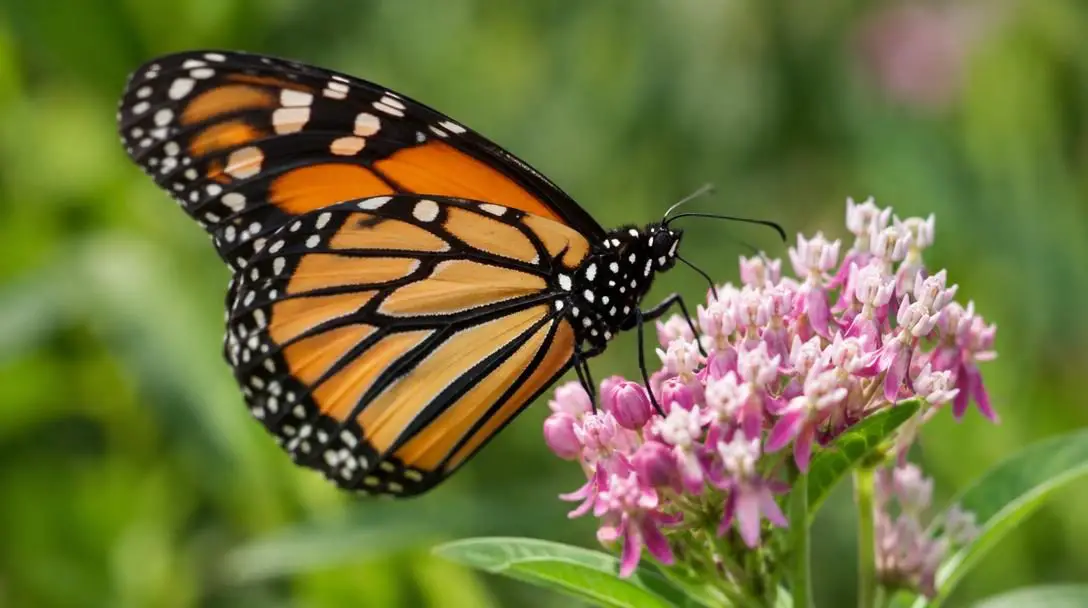 The Intriguing World of Insects: 5 Surprising Facts